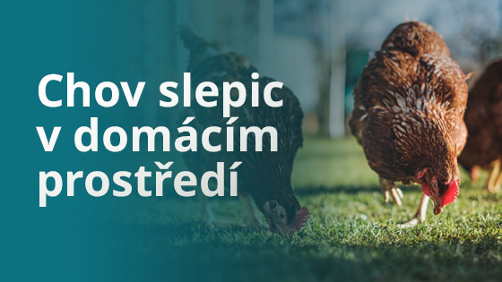 Chov slepic v domácím prostředí: Co potřebujete vědět před začátkem