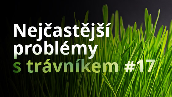 Nejčastější problémy s trávníkem #17