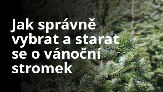 Jak správně vybrat a starat se o vánoční stromek