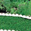 Travni lem Prosperplast Garden Line 1 m, tmave hnedy - doplnkova fotografie 3